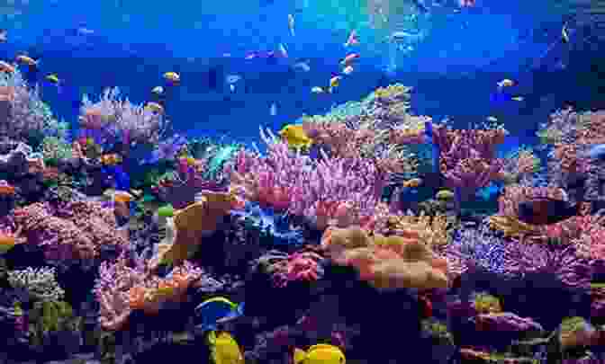A Diver Exploring A Vibrant Coral Reef With Colorful Fish COASTAL CATS: Coastal Adventure Number 5