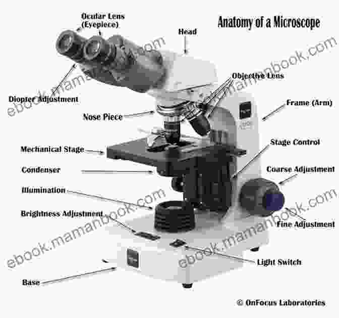 A Microscope Used To Examine The Structure Of A Rock Ten Graphs For The Amateur Microscopist: A Brief Exploration Of Your First Microscope Experiences