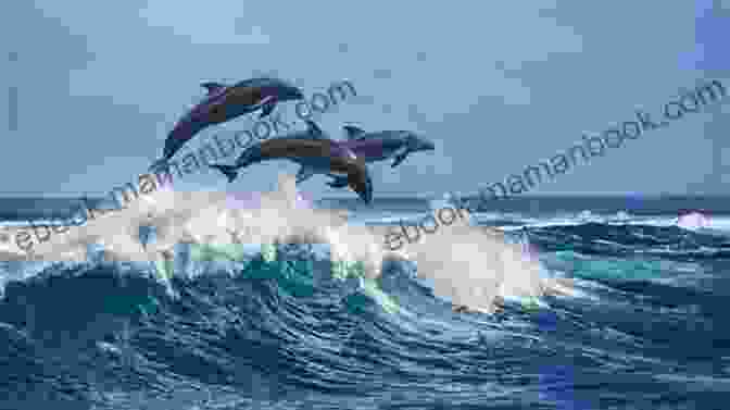 A Pod Of Dolphins Leaping From The Water, Captured From A Boat COASTAL CATS: Coastal Adventure Number 5
