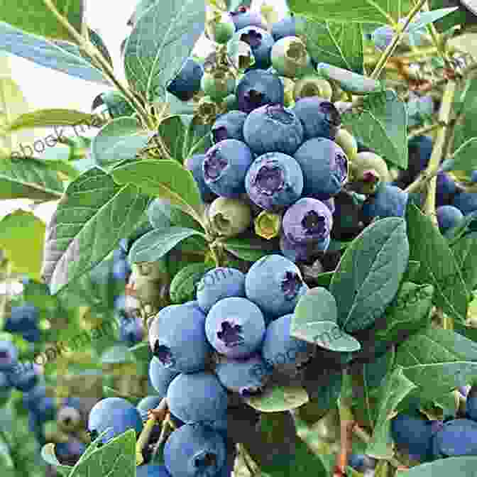 A Variety Of Blueberry Plants In A Nursery Blueberries Growing Guide Elliott Avant