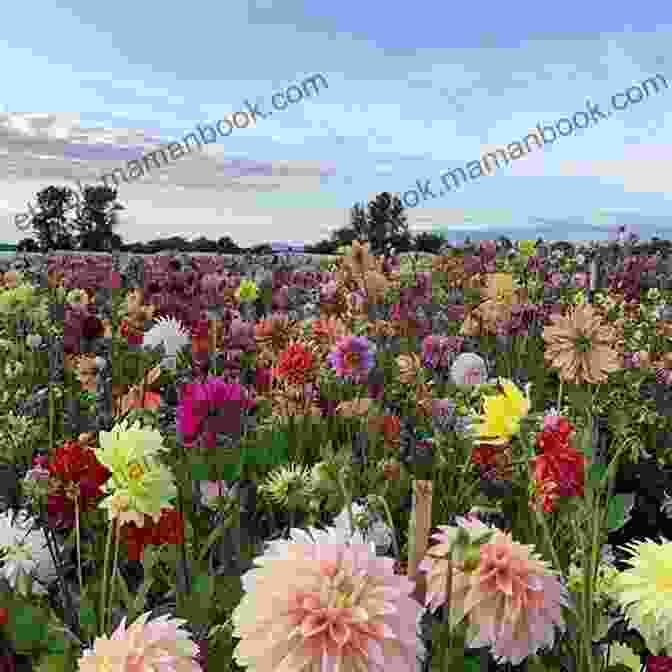 A Vibrant Display Of Dahlias Blooming In A Field At Floret Farm Floret Farm S Discovering Dahlias: A Guide To Growing And Arranging Magnificent Blooms