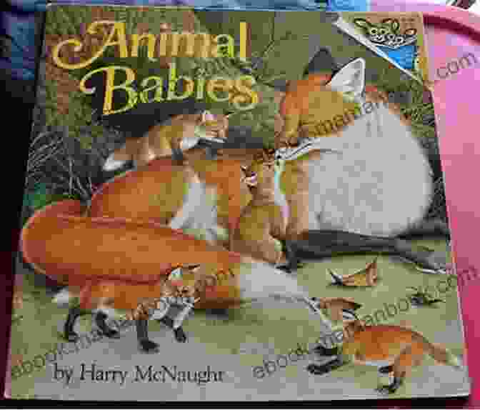 Animal Babies Picture Book Cover Animal Babies : A Children S Picture