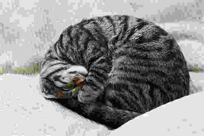 Kitty Ku Cat Nap Haiku Johnson, A White And Gray Cat, Curled Up Asleep On A Pillow Kitty Ku Cat Nap Haiku M D Johnson