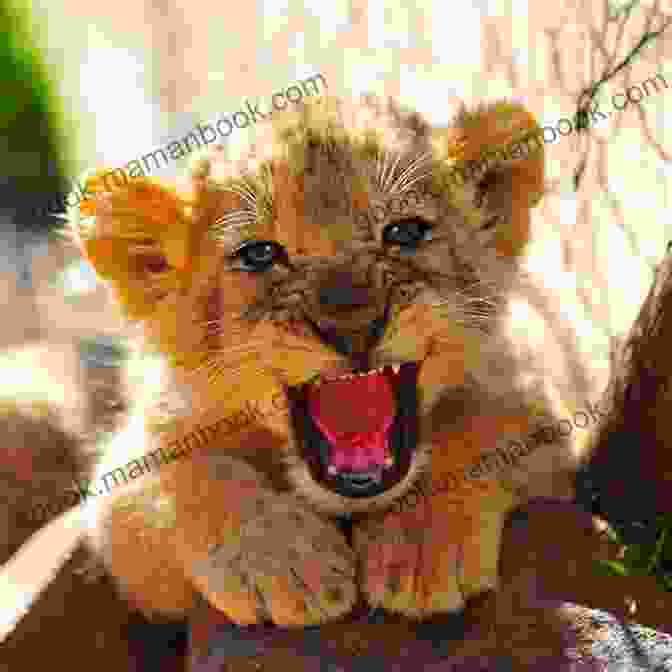 Lion Cub Roaring Animal Babies : A Children S Picture