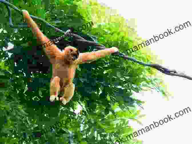 Monkey Swinging Animal Babies : A Children S Picture