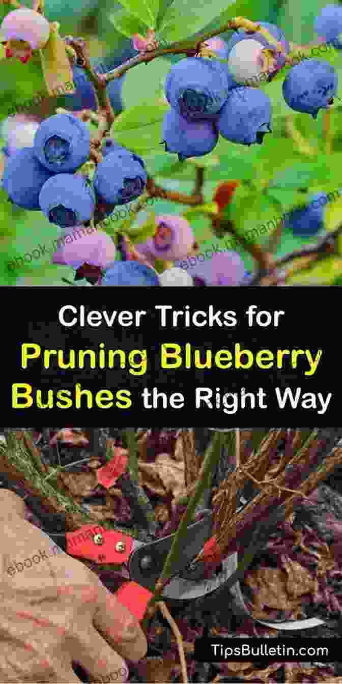 Pruning Blueberry Bushes To Encourage Fruiting Blueberries Growing Guide Elliott Avant